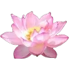 🌸