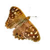 🦋
