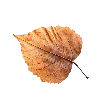 🍂