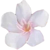 🌸