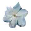 🕊️