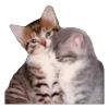 🐱