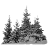 🌲