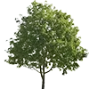 🌳
