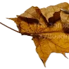 🍂