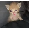 🌟