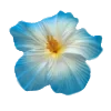 🕊️