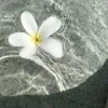 🌸
