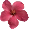🌺