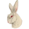 🐇