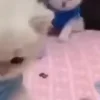 ⭐