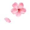 🌸