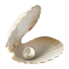 🐚