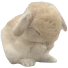 🐰