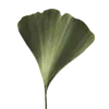 🌱
