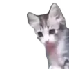 😺