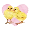 🐥