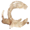 🌰