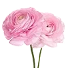 🌸