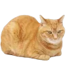 ̗̀➛🐈Ｋｉｔｔｅｎｓ — Telegram emoji pack