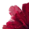 🥀