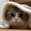 ❄️