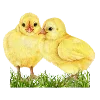 🐥