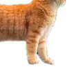 🐈