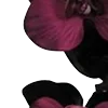 🥀