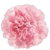 🌸