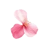 🌸