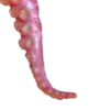 🐙