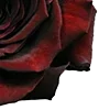 🥀
