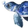 🐢