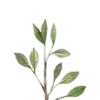 🌱