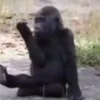 🐵