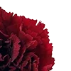 🥀