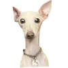 🌝