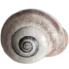 🐚