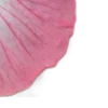 🌸