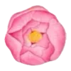 🌷