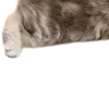🐱