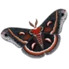 🦋