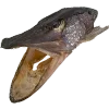 🐟