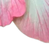 🌸