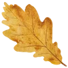 🍂