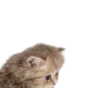 🐱