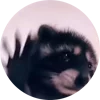 😸