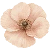 🌷