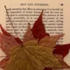 🍂